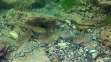 Deniz yatağında bir grup balık Yuvarlak Goby (Neogobius melanostomus).