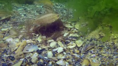Spawning Gray wrasse (Symphodus cinereus).