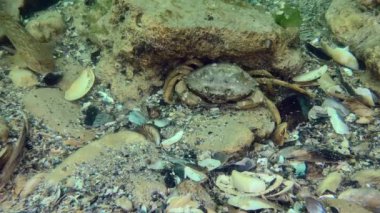 Yeşil yengeç veya Kıyı yengeci (Carcinus maenas))