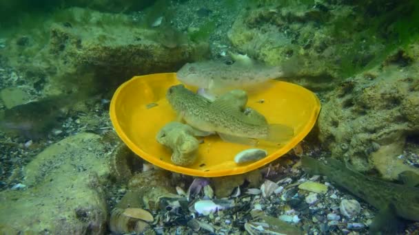 Poluição plástica do oceano: peixes Goby entre os resíduos de plástico no fundo do mar. — Vídeo de Stock