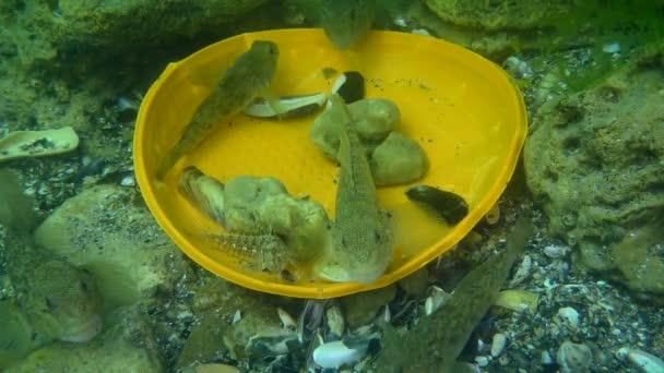 池塘的塑料污染：海底塑料废物中的小白鱼. — 图库视频影像