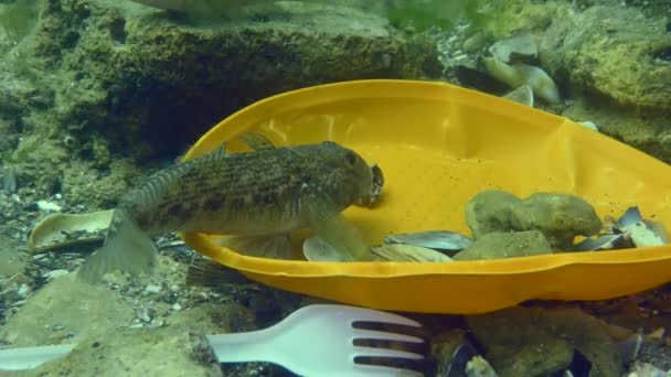 Plastikverschmutzung im Teich: Grundeln im Plastikmüll auf dem Meeresboden. — Stockvideo