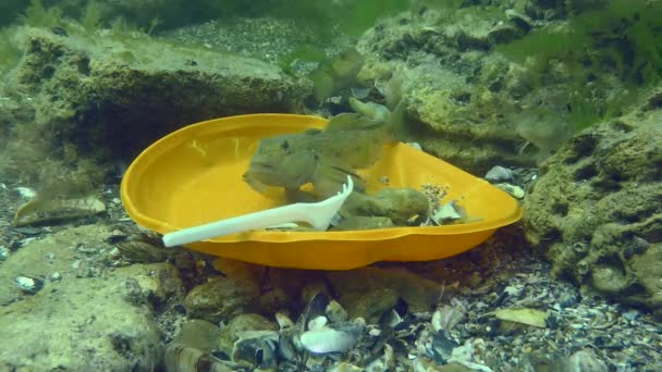 Plastic vervuiling van de zee: Bijnvis tussen het plastic afval op de zeebodem. — Stockvideo