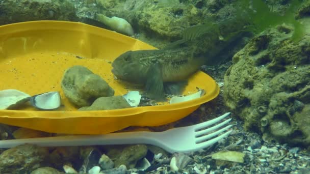 Contaminación plástica: El pez gobio entre los residuos plásticos del fondo marino. — Vídeos de Stock