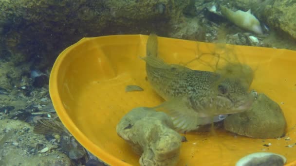 Plastic vervuiling van de vijver: Geitenvis tussen het plastic afval op de zeebodem. — Stockvideo