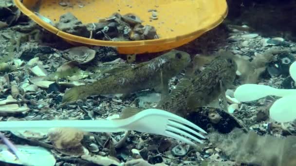 Poluição plástica do mar: peixes Goby entre os resíduos de plástico no fundo do mar. — Vídeo de Stock