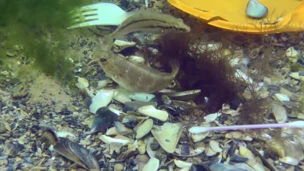 Plast förorening av havet: wrasse fisk bland plast skräp på havsbotten. — Stockvideo