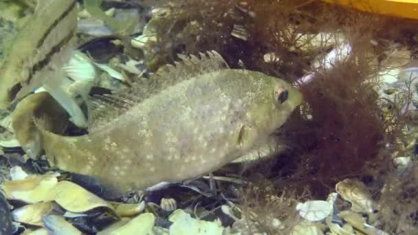 Contaminación plástica del mar: peces wrasse entre la basura plástica en el fondo del mar. — Vídeos de Stock