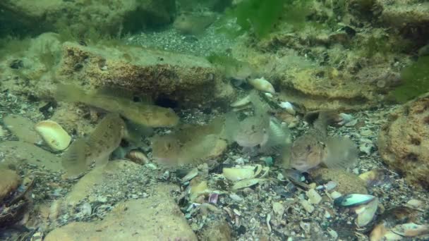 Eine Gruppe Rotgrundel (Neogobius melanostomus) auf dem Meeresboden. — Stockvideo