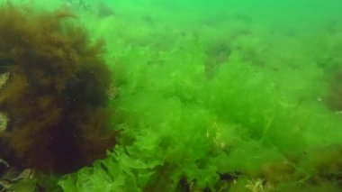 Deniz tabanında engin marul (Ulva lactuca) çalılıkları.