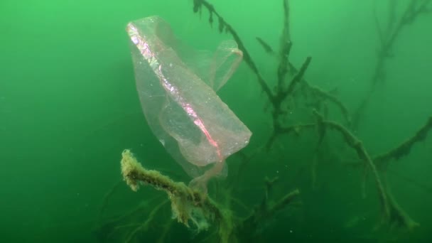 Plastové znečištění: plastový sáček na větvi zaplaveného stromu.