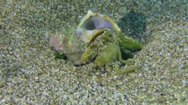 Gastropod Murex deniz tabanından besleniyor..