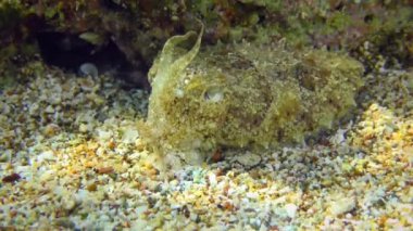 Kumlu deniz tabanında mürekkep balığı.