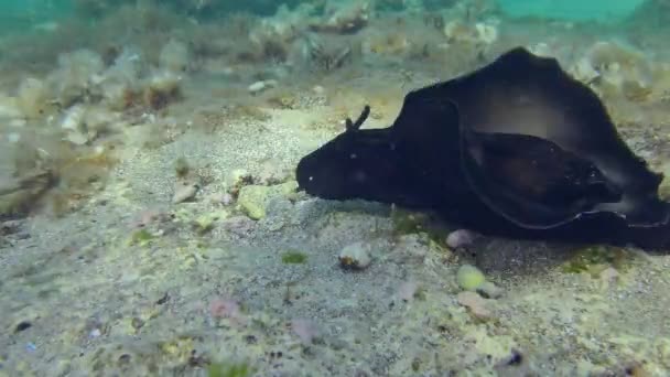 Le lièvre de mer rampant le long des fonds marins. — Video