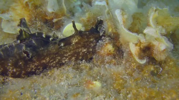 Ο Sea Hare τρώει τα φύκια στο βυθό. — Αρχείο Βίντεο