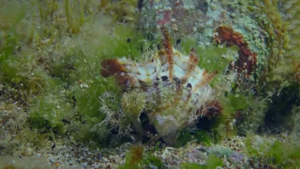 Primer plano de una ostra de perlas en el fondo del mar. — Vídeo de stock