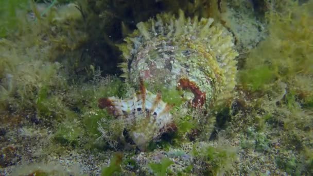 Jonge en volwassen pareloester op de zeebodem, close-up. — Stockvideo