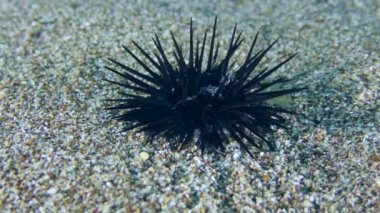 Kumlu deniz tabanında Karadeniz kestanesi.