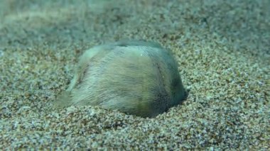 Kumlu sığ sularda ortak kalp kestanesi.