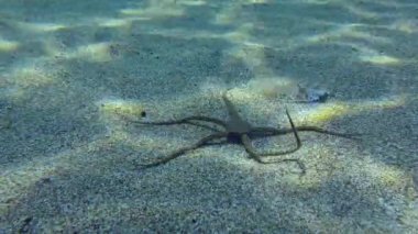 Geniş Gözlü Boğa, Kırılgan Yıldız 'a saldırdı..