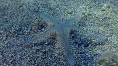 Kumlu deniz yıldızı kumlu bir toprağa gömülür..