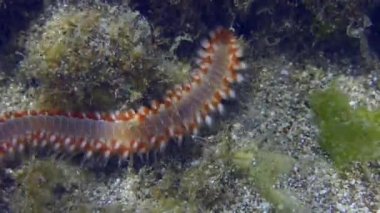 Deniz tabanında ateş kurtçuğu.