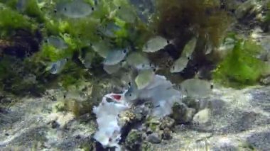 Bir deniz kabuğu sürüsü ölü balık yer..