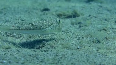 Kumlu deniz tabanında kirpi balığı.