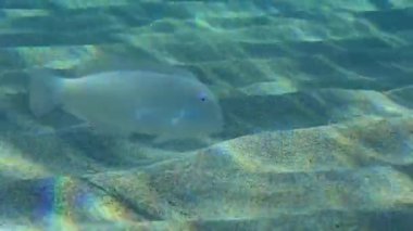 Kumlu deniz tabanında Cleaver Wrasse.