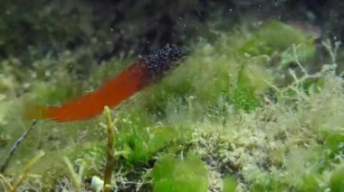 Deniz tabanında Siyah Yüzlü Blenny.