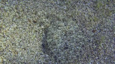 Geniş gözlü boğa kumlu zeminde.