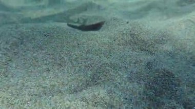 Kumlu dipte Büyük Gözlü Boğa.