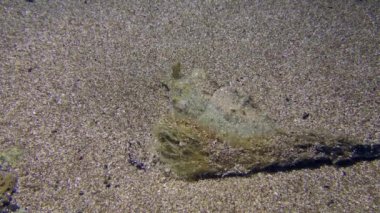 Kumlu zeminde sıradan mürekkep balığı.