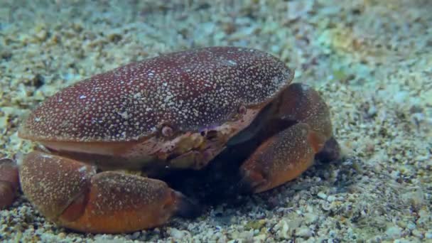 Cangrejo rojo en el fondo marino arenoso. — Vídeo de stock