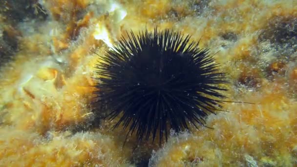 Seeigel auf dem Steinboden. — Stockvideo