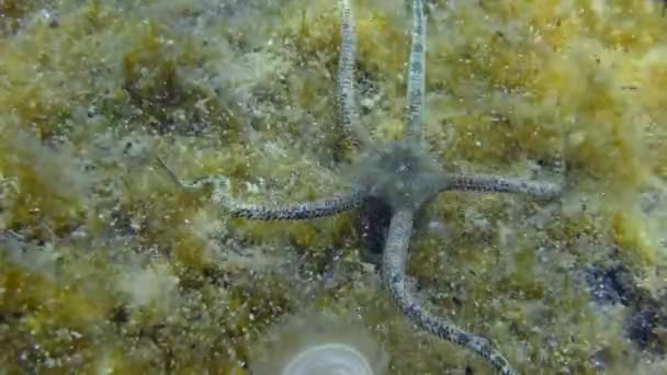 Étoile fragile au fond marin envahie d'algues. — Video