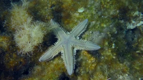 Піщана морська зірка на дні виросла з водоростями . — стокове відео