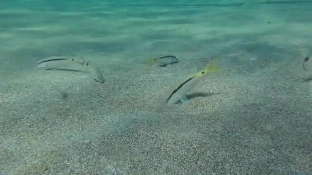 Symbiose mutuelle de différentes espèces de poissons. — Video