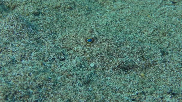 Puffer con manchas amarillas en el fondo marino arenoso. — Vídeo de stock