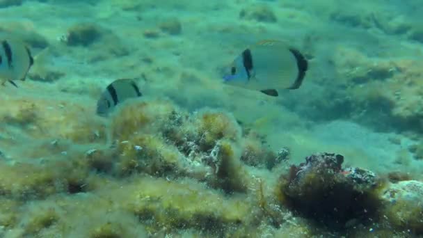 Cooperação de diferentes espécies de peixes. — Vídeo de Stock