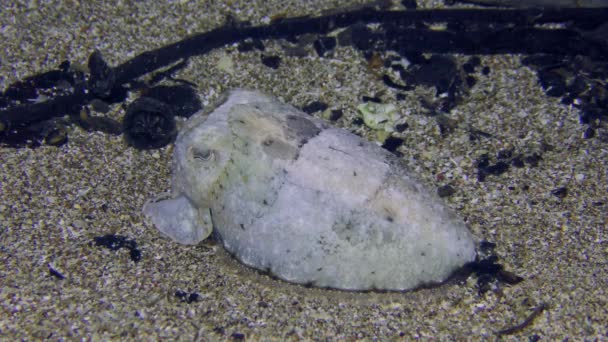 Common cuttlefish on the sandy seabed. — Stock Video