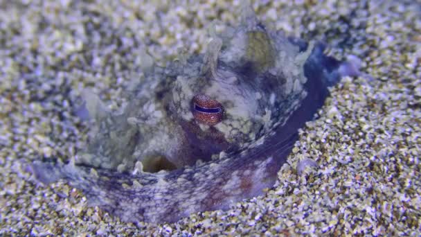 Retrato de pulpo sobre el fondo arenoso del mar. — Vídeos de Stock