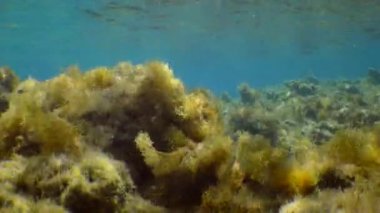 Su altı manzarası: Kahverengi algler (Cystoseira Mediterranea) Güneş ışığı ışınlarında sığ sularda.