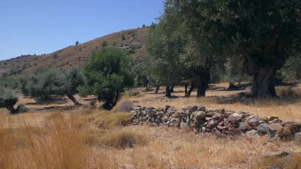 Olijfgaard op de achtergrond van een berglandschap, langzame zoom. Europa, Griekenland. — Stockvideo
