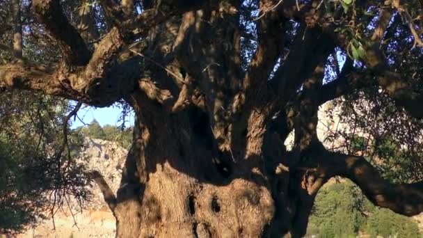 La cámara baja lentamente por el tronco de un olivo viejo. — Vídeos de Stock