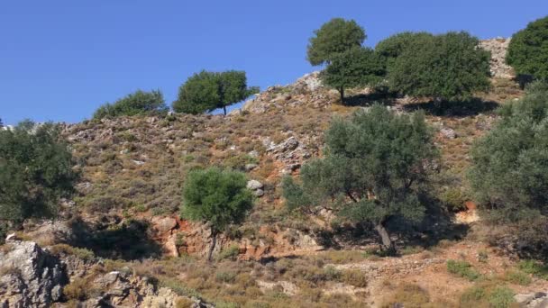 Paisaje marino mediterráneo, olivos en una ladera rocosa. Rodas, Stegna. — Vídeos de Stock