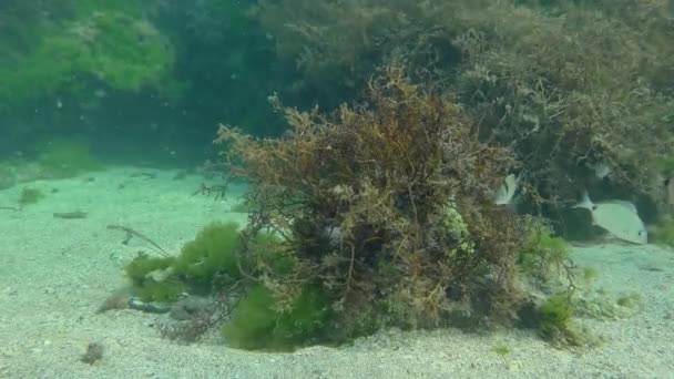 Klippiga undervattenslandskap med många fiskar och alger. — Stockvideo