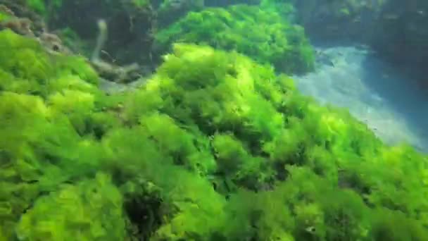 Zöldalgás bokrok A tengeri saláta hullámokban hullámzik. — Stock videók