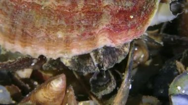 Damarlı Rapa Whelk dipte sürünüyor, yakın plan..