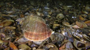 Damarlı Rapa Whelk altta sürünüyor..